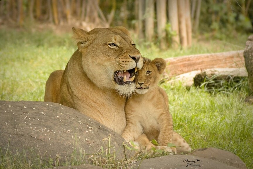 Löwenmama und Löwenbaby