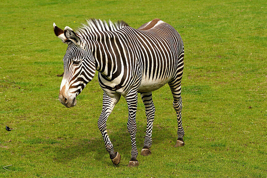 Grevy-Zebra
