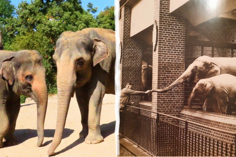 ElefanT