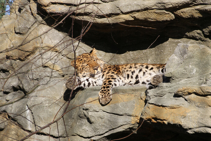 Amurleopard in der Anlage