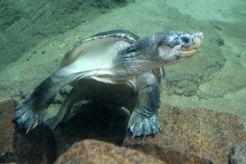 Borneo-Flussschildkröte