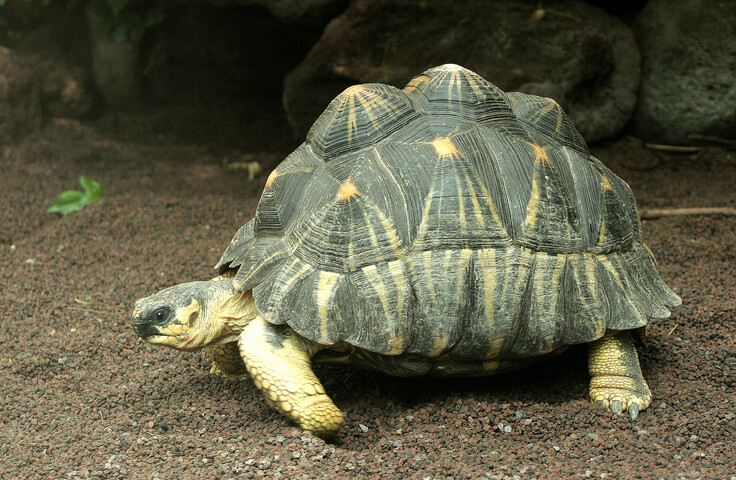 Strahlenschildkröte