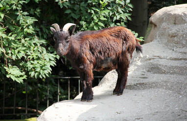 Afrikanische Zwergziege | Zoo Leipzig Förderverein