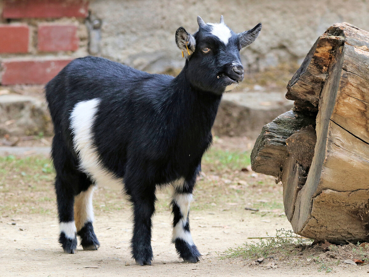 Afrikanische Zwergziege | Zoo Leipzig Förderverein