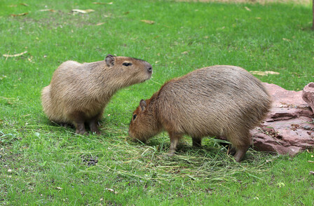 Capybara | Zoo Leipzig Förderverein