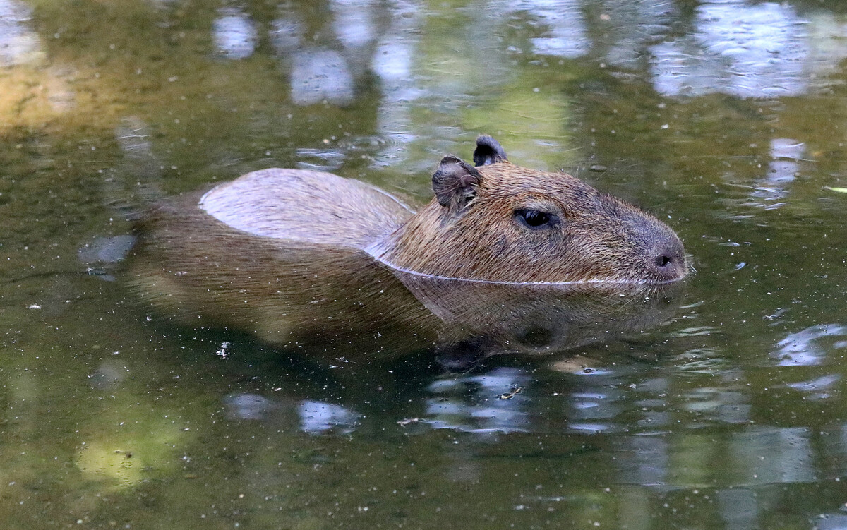 Capybara | Zoo Leipzig Förderverein