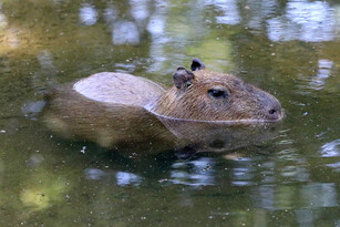 Tierpatenschaft | Zoo Leipzig Förderverein