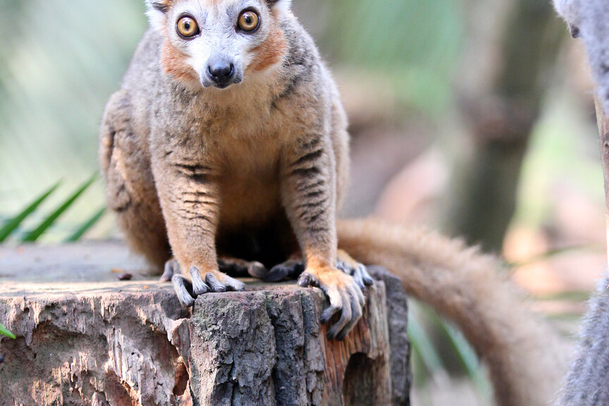 Tierpatenschaft | Zoo Leipzig Förderverein