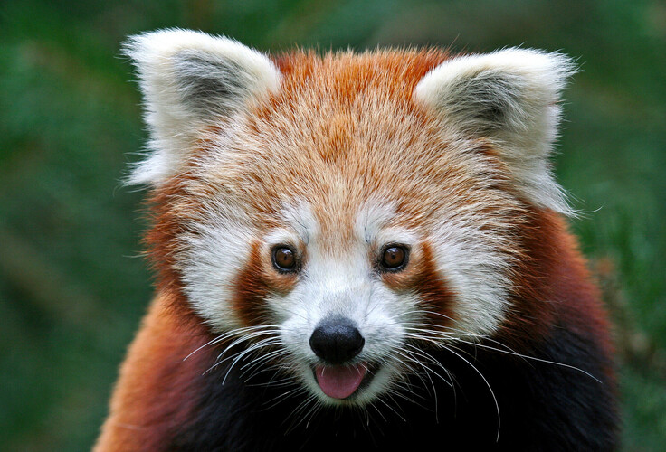 Nepalesischer Roter Panda