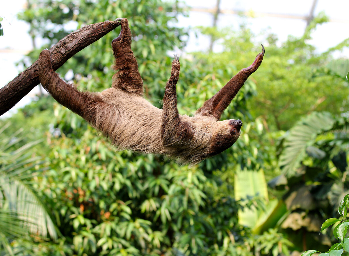 Zweifinger-Faultier | Zoo Leipzig Förderverein