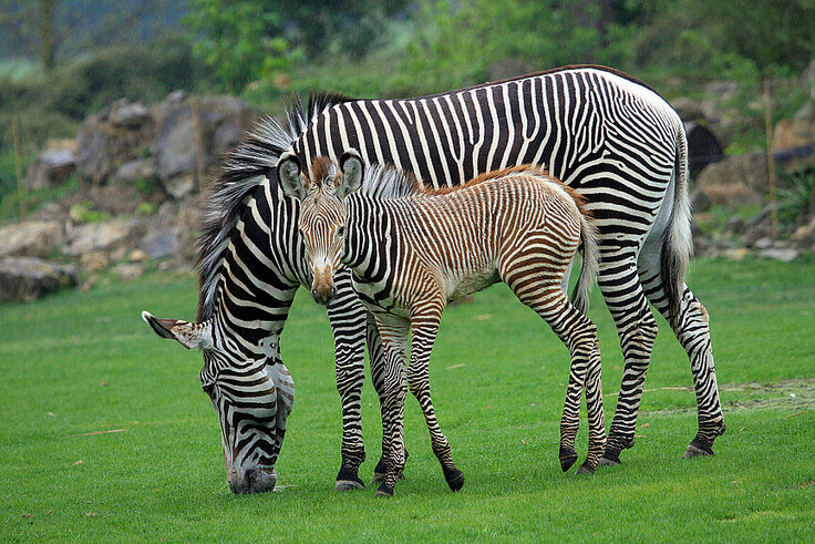 Grevy-Zebra