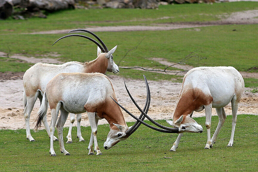 Säbelantilope
