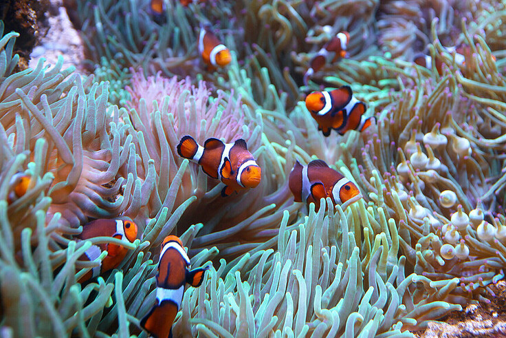 Orange-Ringel-Anemonenfisch