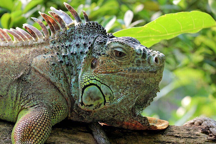 Grüner Leguan