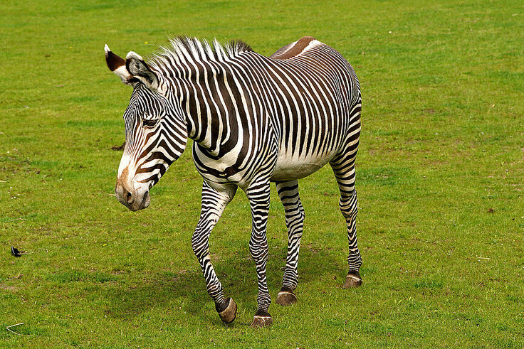 Grevy-Zebra