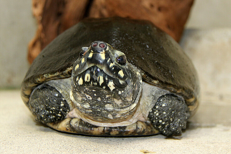 Strahlen-Dreikielschildkröte
