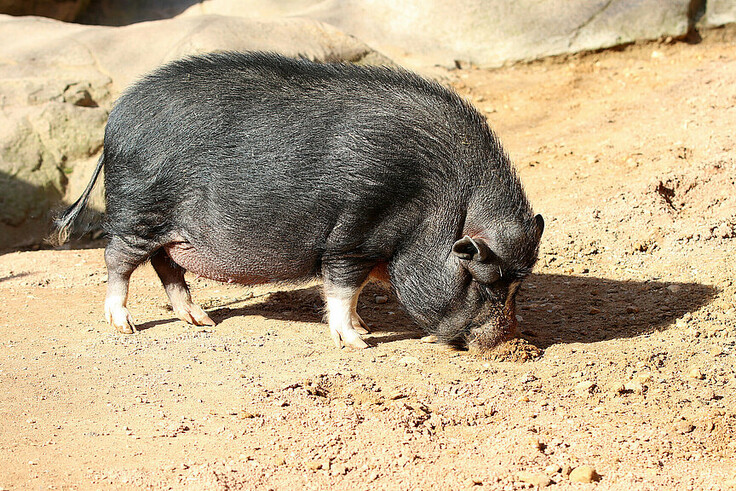 Vietnamesisches Hängebauchschwein