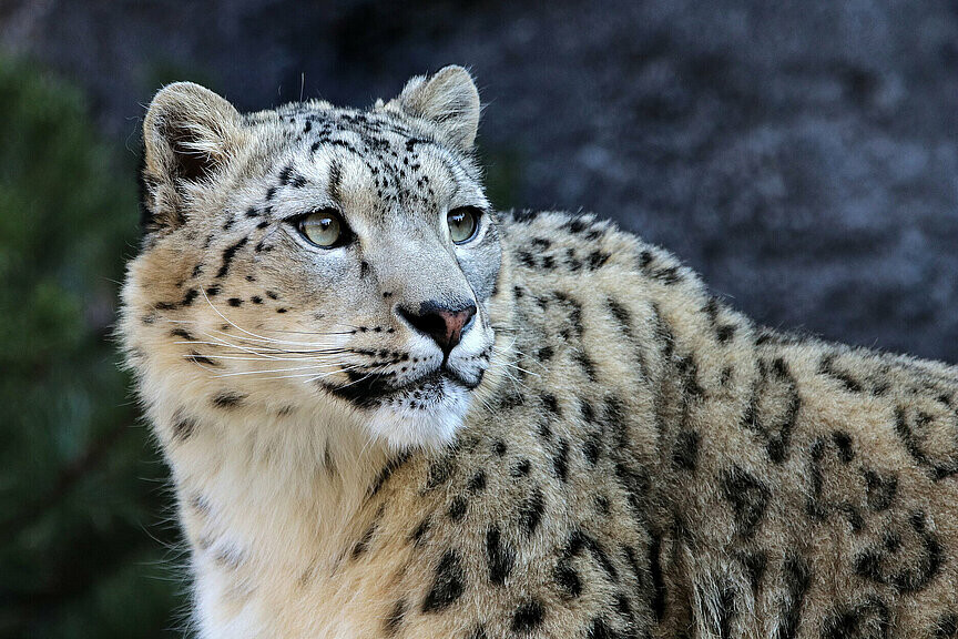 Schneeleopard