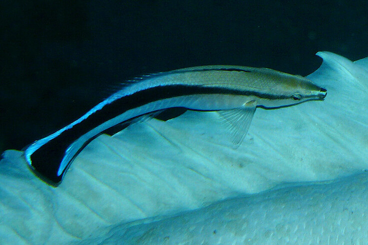 Blaustreifen-Putzerlippfisch