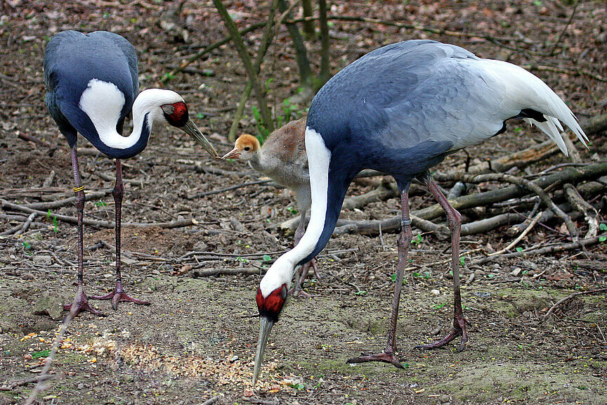 Weißnackenkranich
