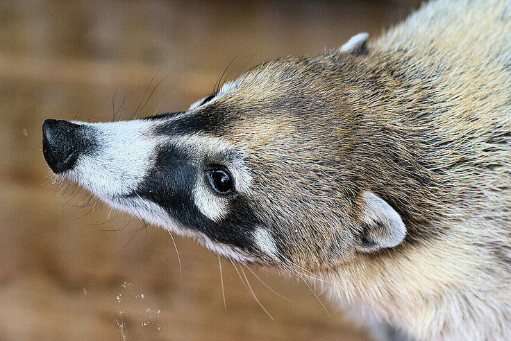 Nasenbär