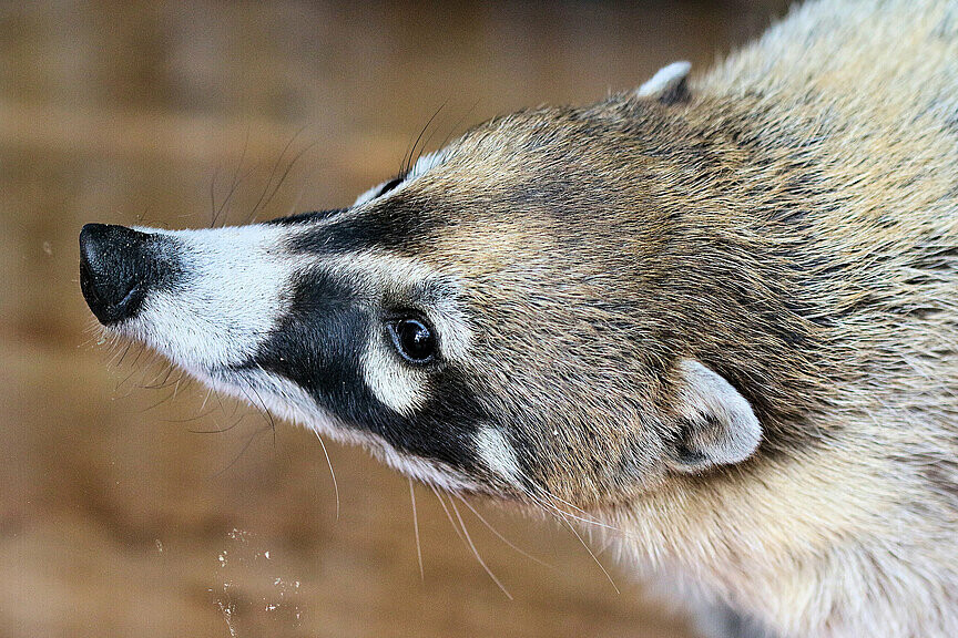 Nasenbär