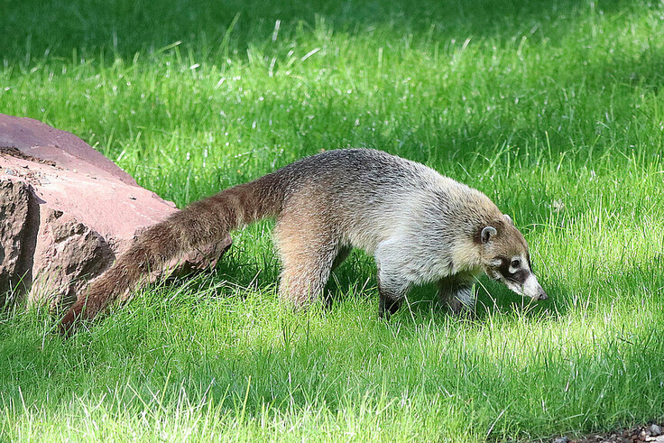 Nasenbär