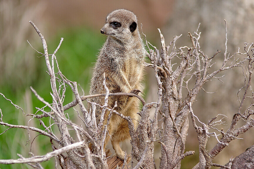 Erdmännchen