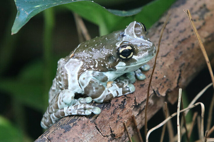Baumhöhlen-Krötenlaubfrosch
