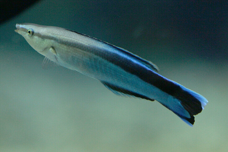 Blaustreifen-Putzerlippfisch