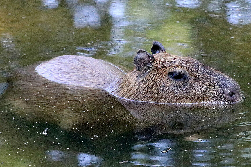 Capybara