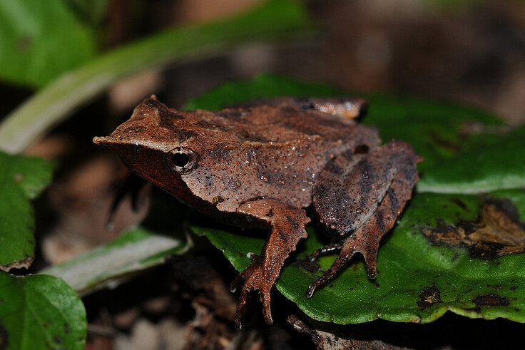 Darwins Nasenfrosch