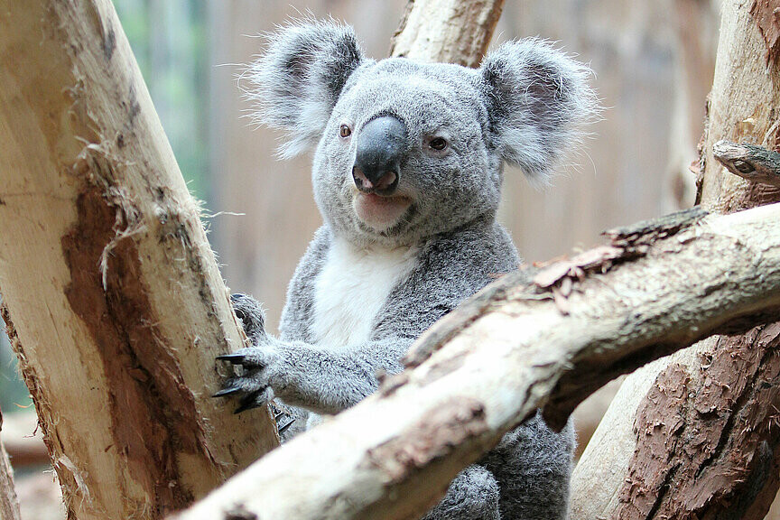 Koala