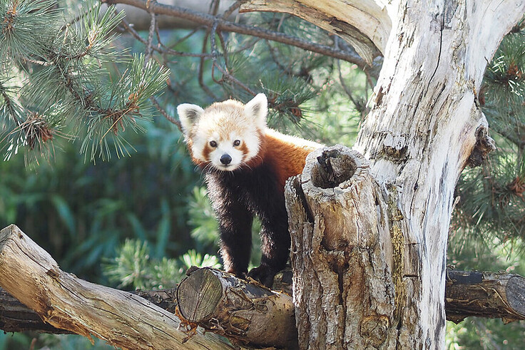Nepalesischer Roter Panda