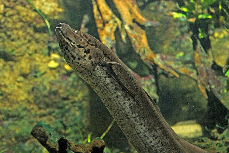 Westafrikanischer Lungenfisch
