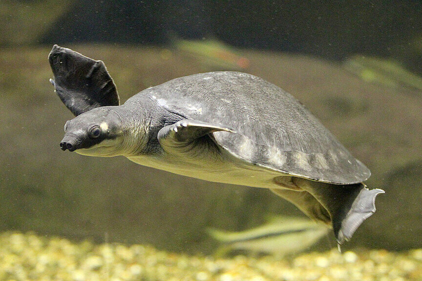 Neuguinea-Weichschildkröte