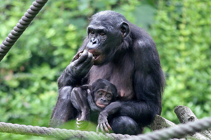 Bonobo