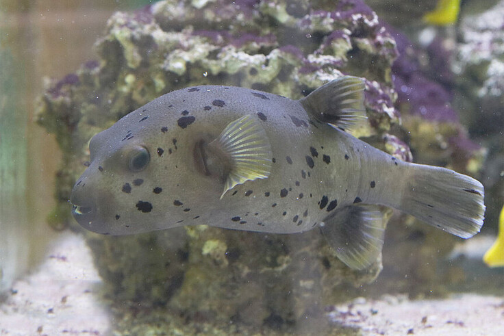 Schwarzflecken-Kugelfisch