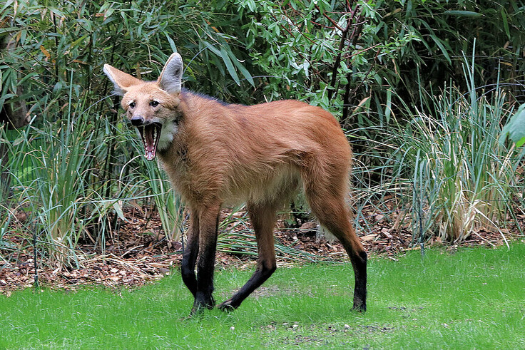 Mähnenwolf