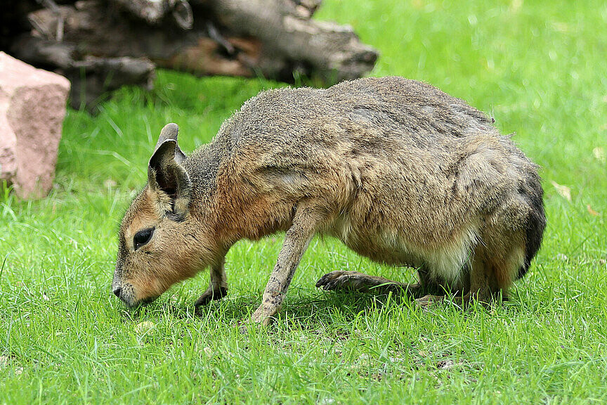 Großer Mara