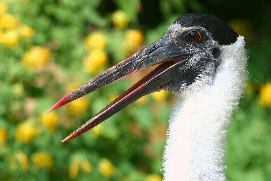 Wollhalsstorch