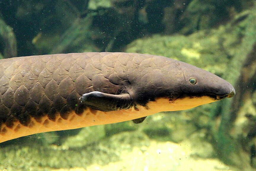 Australischer Lungenfisch