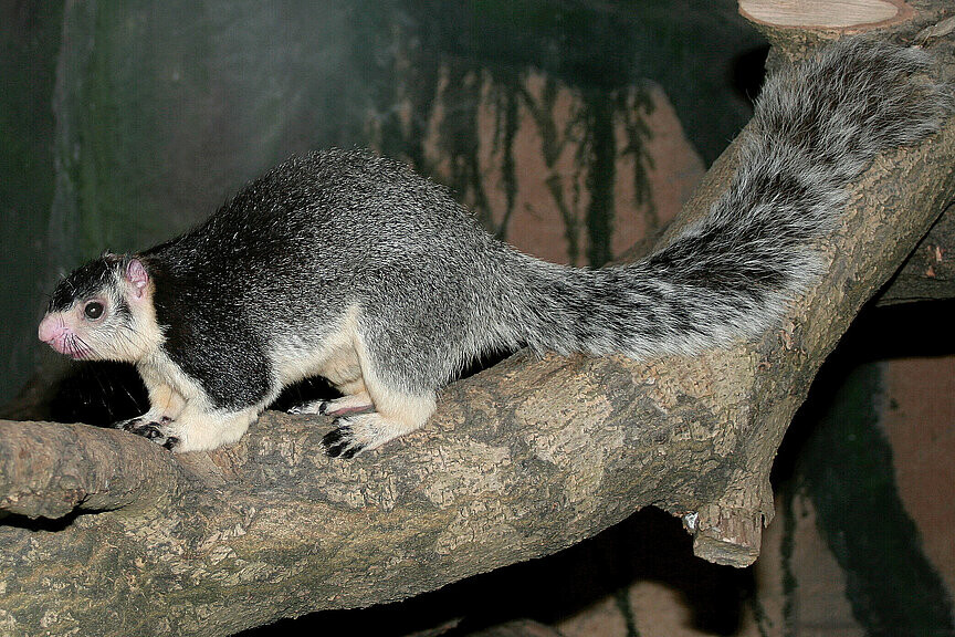 Sri Lanka-Riesenhörnchen