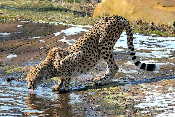 Südafrikanischer Gepard