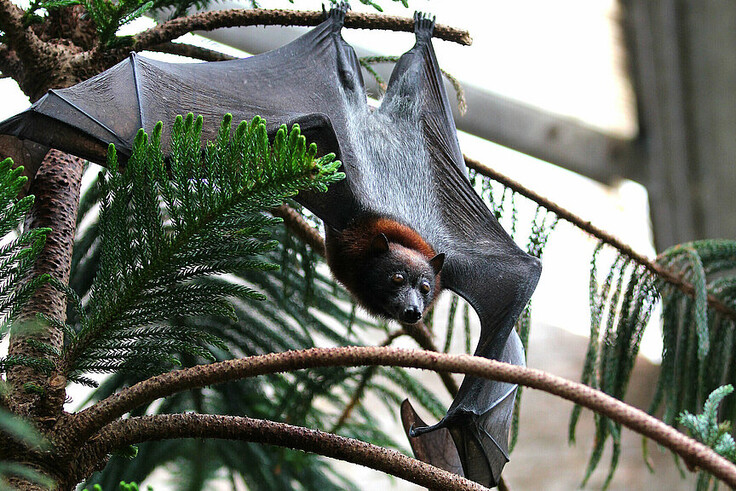Insel-Flugfuchs