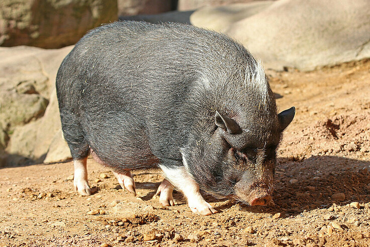 Vietnamesisches Hängebauchschwein