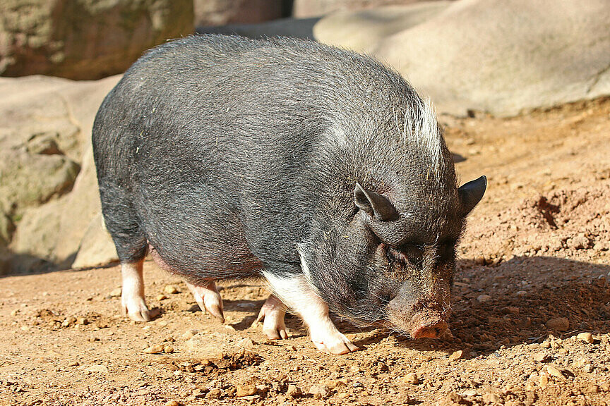 Vietnamesisches Hängebauchschwein