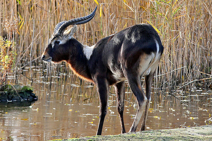 Weißnacken-Moorantilope