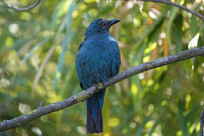 Türkisfeenvogel
