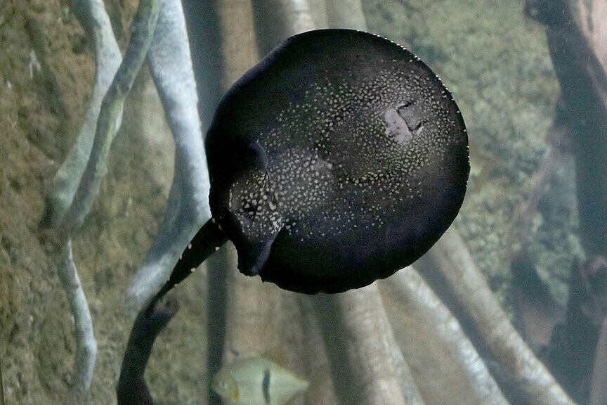 Leopolds Stechrochen